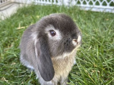 Holland Lop, purebred black otter doe (female)