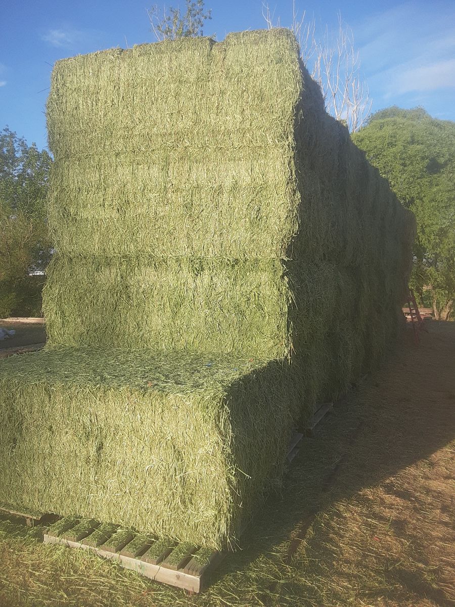 New 1st Crop Alfalfa Hay