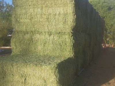 New 1st Crop Alfalfa Hay