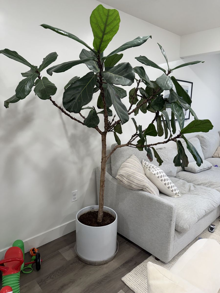 Real Fiddle Leaf Tree