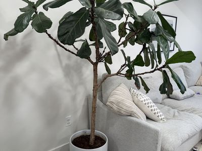 Real Fiddle Leaf Tree