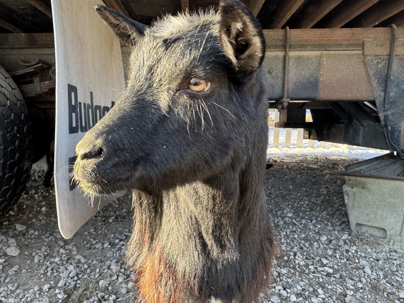 Fainting Billy Goats