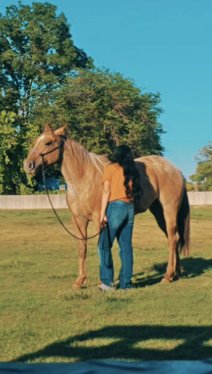 Well Bred AQHA Big Roan Filly