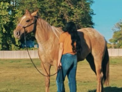 Well Bred AQHA Big Roan Filly