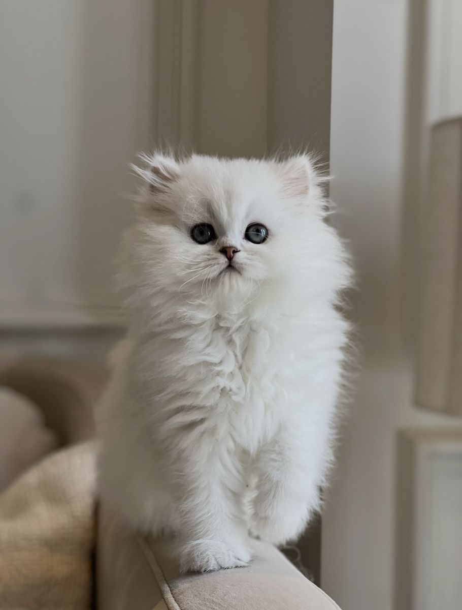 Scottish Straight Longhair Kittens