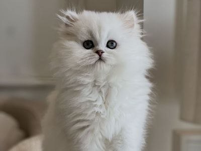 Scottish Straight Longhair Kittens