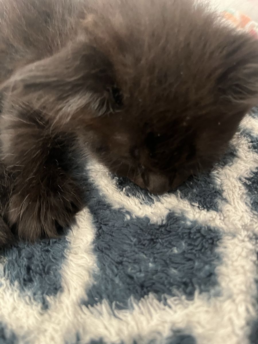 Free baby cat