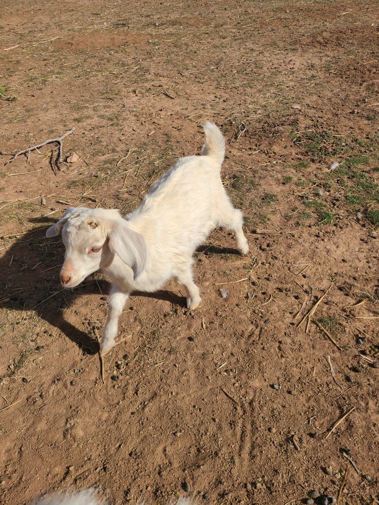 Saannan & Mini Nubian wether