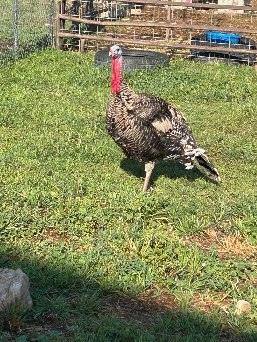 Tom Turkeys