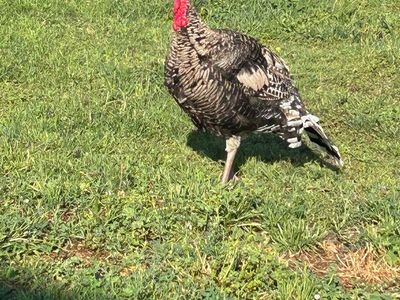 Tom Turkeys