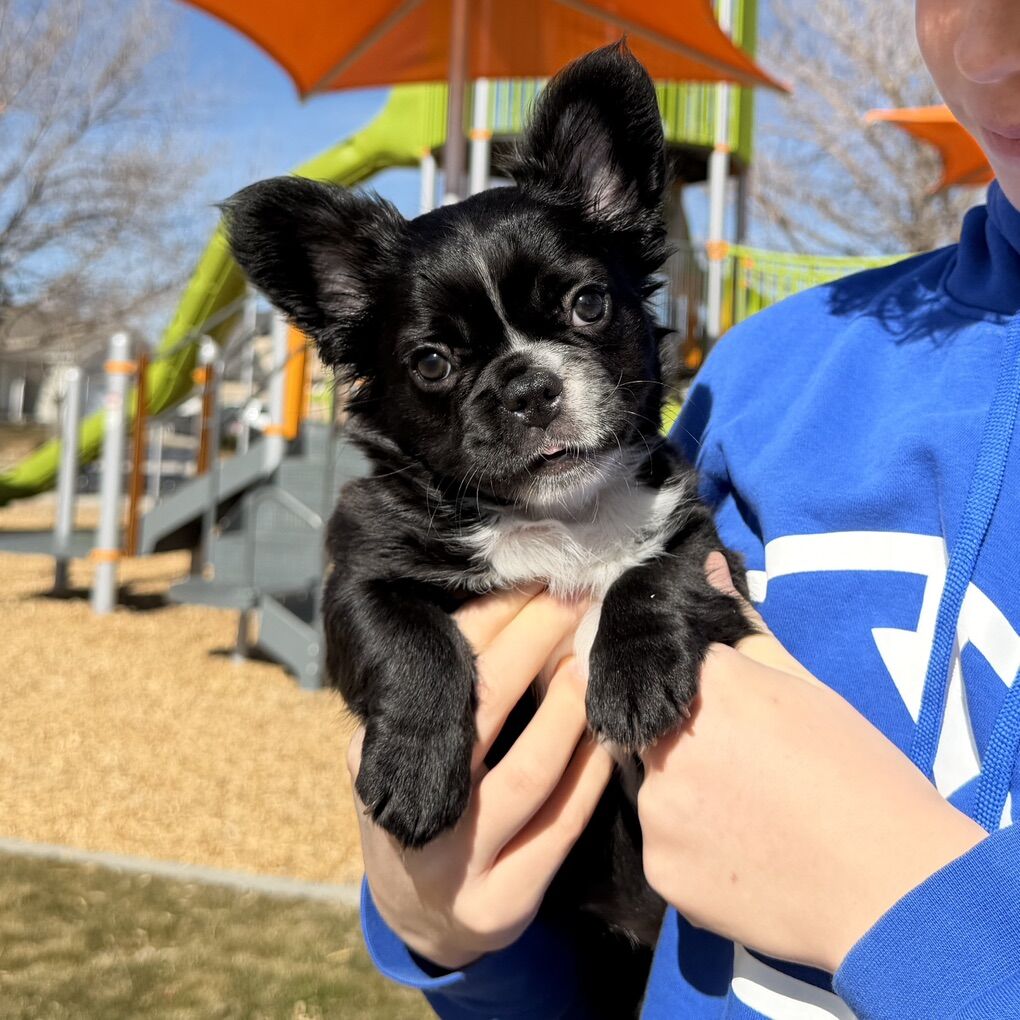 French Bulldog Puppy