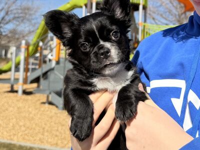 French Bulldog Puppy