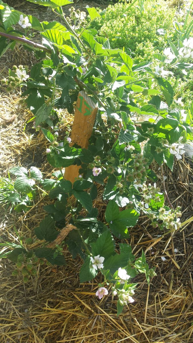 Delicious White or Black Mulberry starts