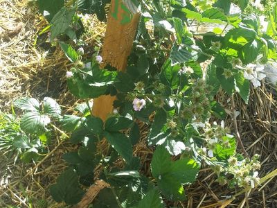 Delicious White or Black Mulberry starts