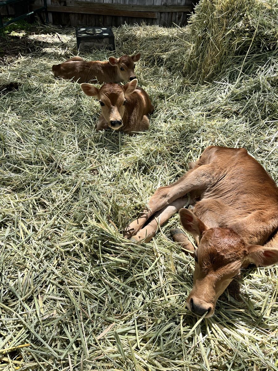 Jersey Bull bottle calves