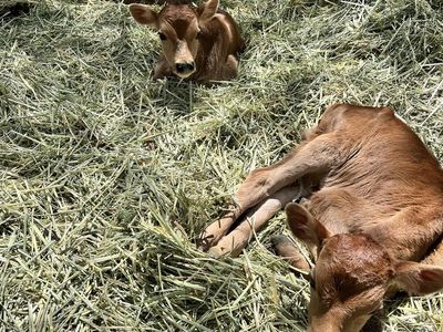 Jersey Bull bottle calves