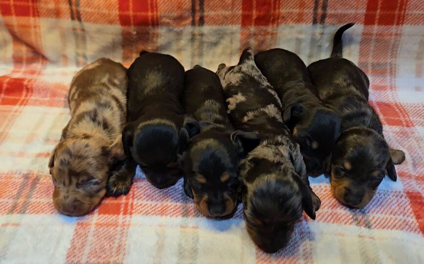 Miniature Dachshund silk coat