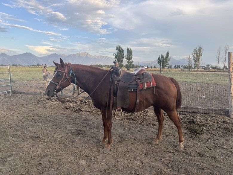 Quarter Horse gelding "whiskey" - Gentle, Broke, Kids Safe.