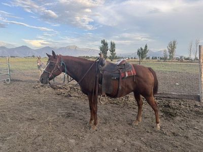 Quarter Horse gelding "whiskey" - Gentle, Broke, Kids Safe.