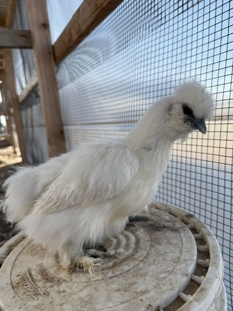 Silkie