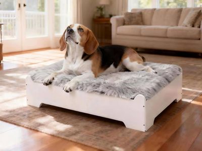 Medium elevated dog bed