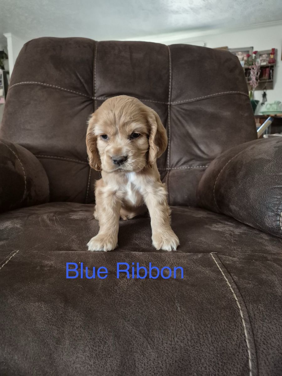 Easter Cocker Spaniel Puppies