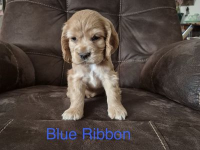 Easter Cocker Spaniel Puppies