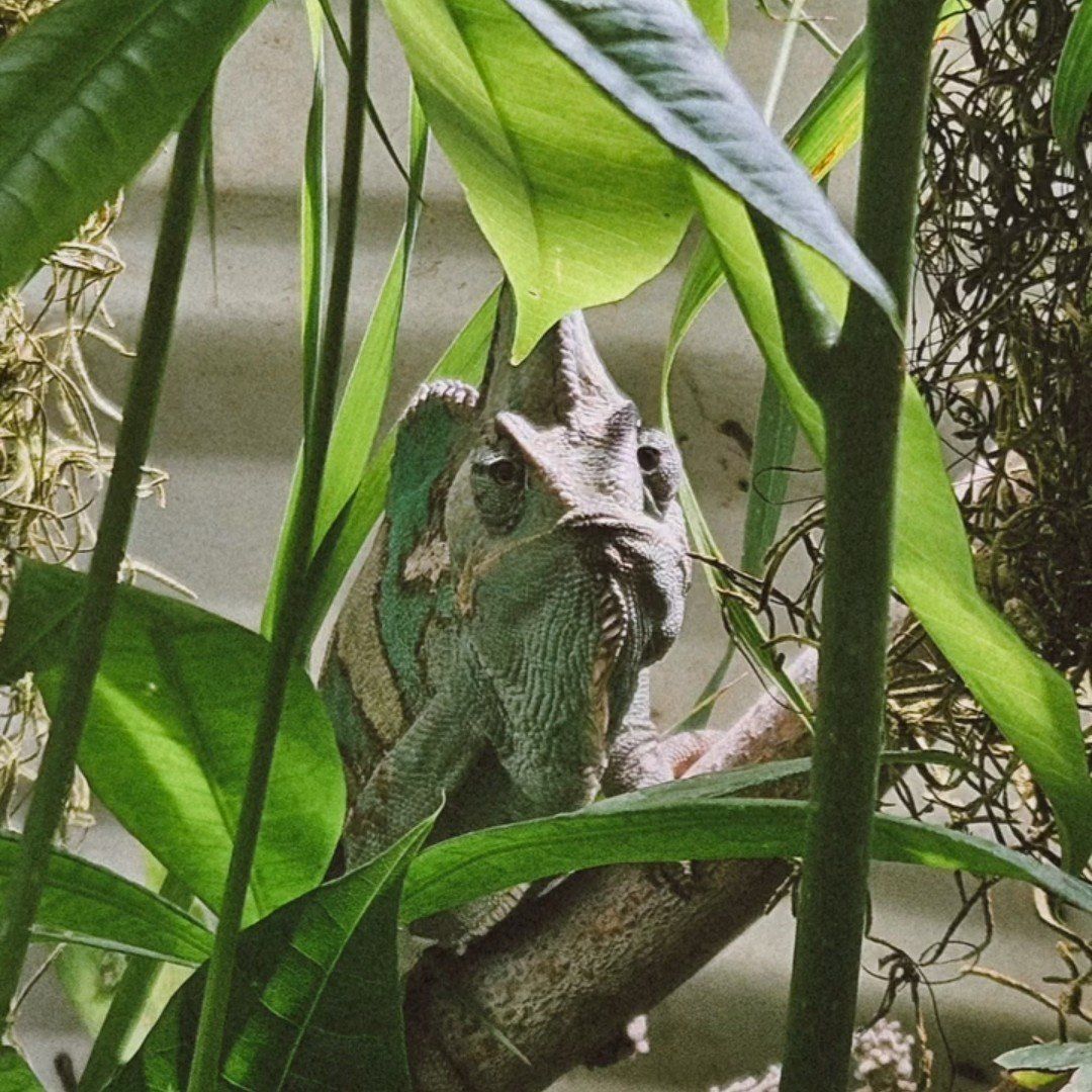 super cute veiled chameleon for sale
