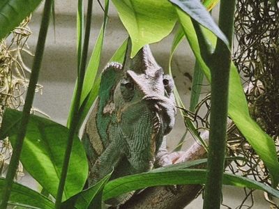 super cute veiled chameleon for sale