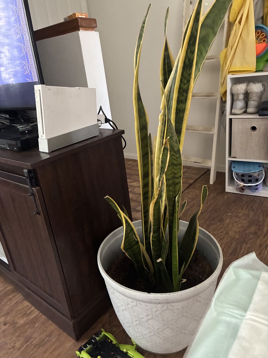 House plant