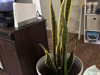 House plant