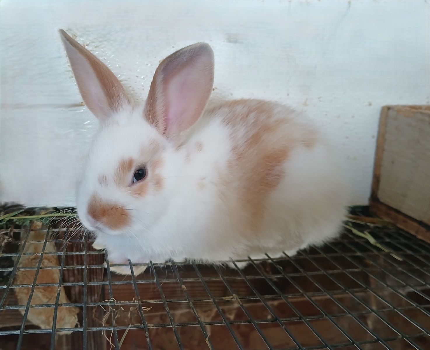 Bunny Rabbits young great for 4H