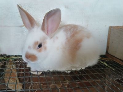Bunny Rabbits young great for 4H