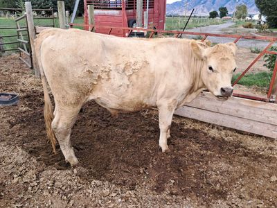 Beef for Sale