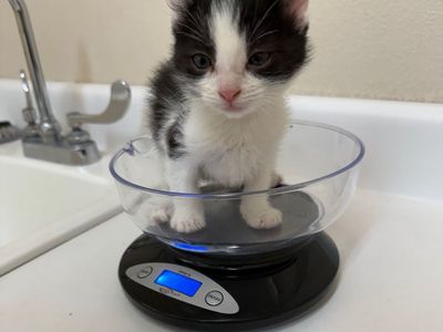 Hello my name is Sparkles