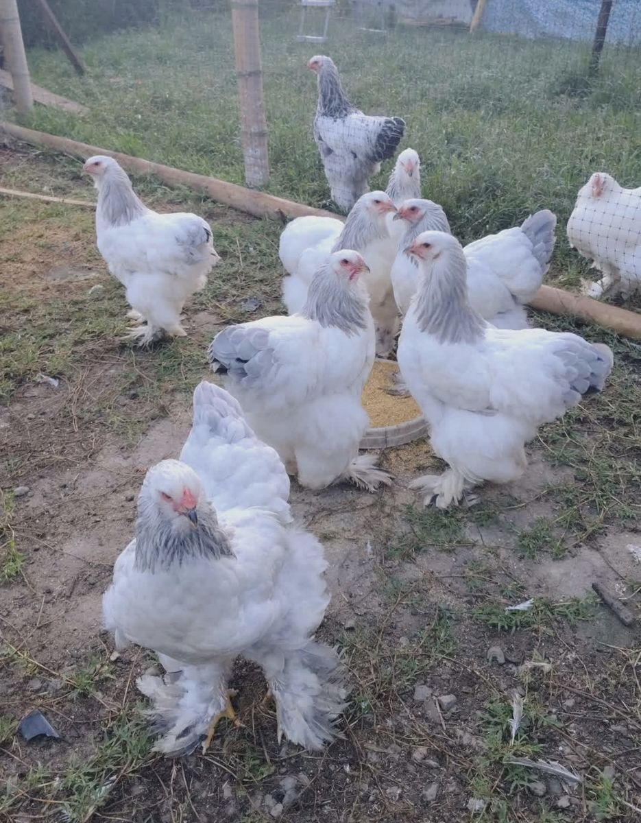 Iso Hens