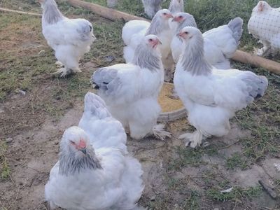 Iso Hens