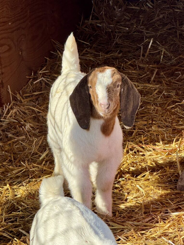 Handsome Boer Buckling Kid Goat