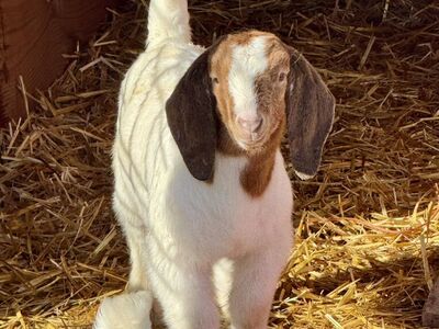 Handsome Boer Buckling Kid Goat