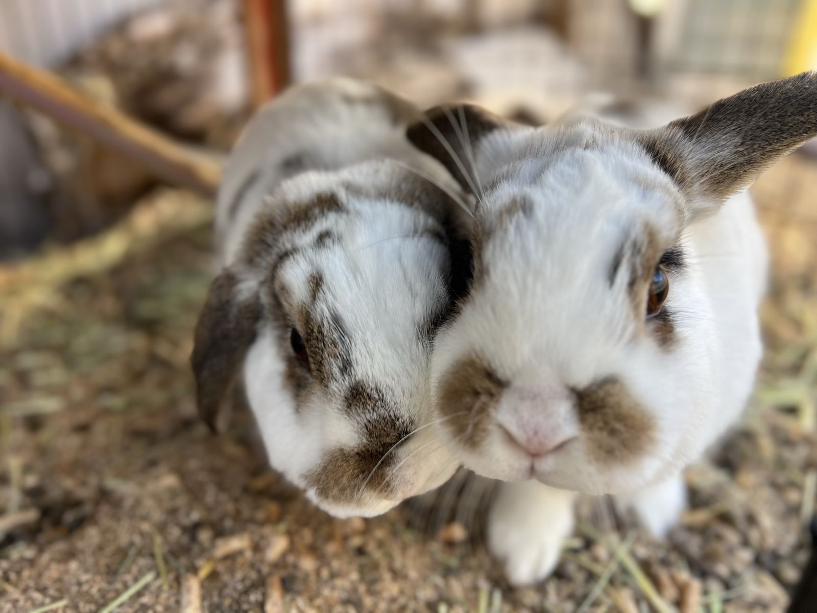 2 Bunnies, Two-story Hutch, and Supplies