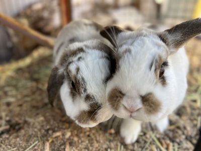 2 Bunnies, Two-story Hutch, and Supplies