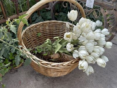 Large Basket With Tulips