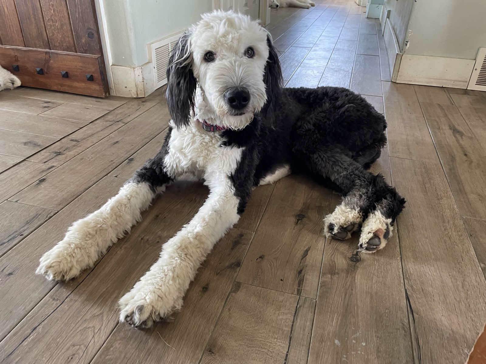 Purebred Old English Sheepdog