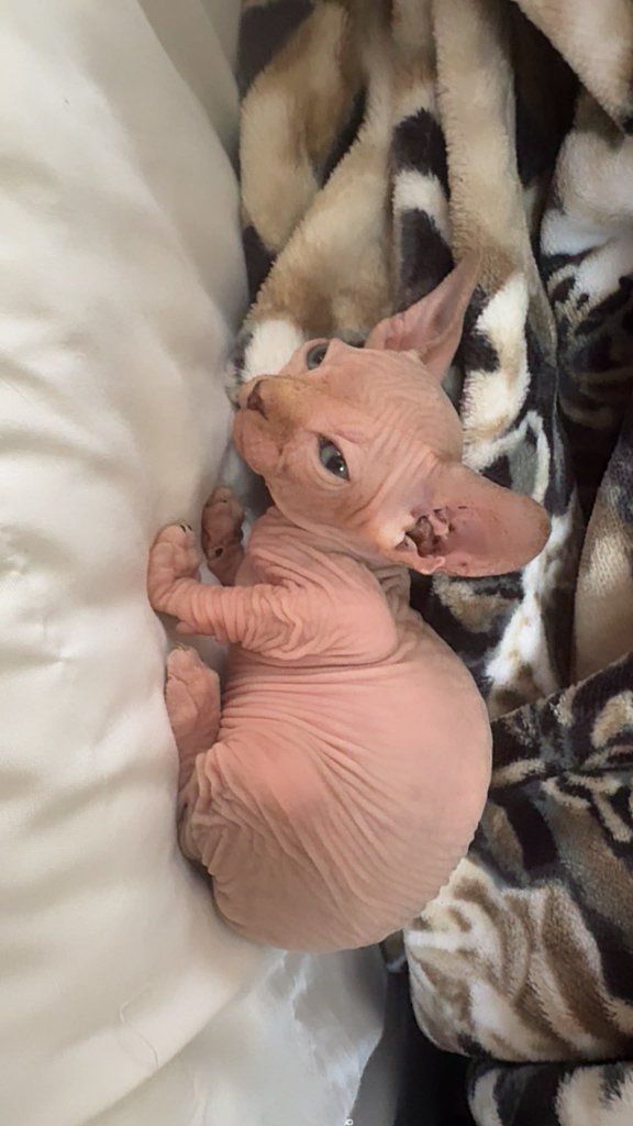 Pure Bread Sphynx Kittens 