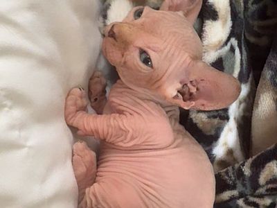 Pure Bread Sphynx Kittens