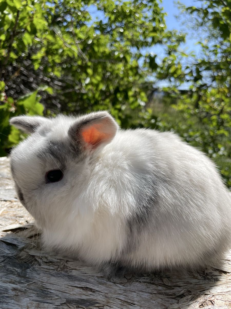 Pedigreed Baby Holland Lops