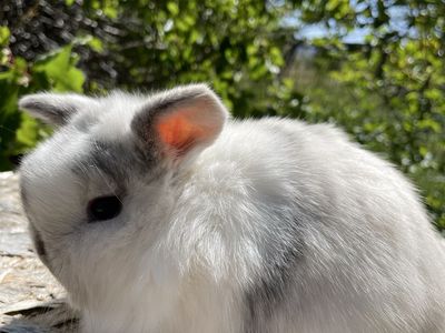 Pedigreed Baby Holland Lops