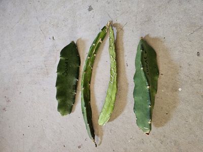 Fresh Sugar Dragon Fruit Cuttings - Pitaya Plant Starter