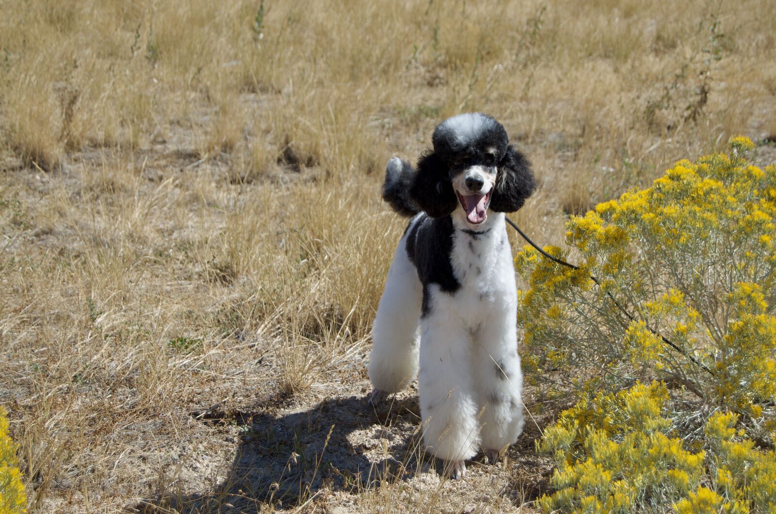 AKC Phantom Parti (Tri-color) Moyen/Small Standard Poodle Stud Service