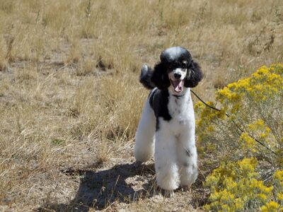 AKC Phantom Parti (Tri-color) Moyen/Small Standard Poodle Stud Service